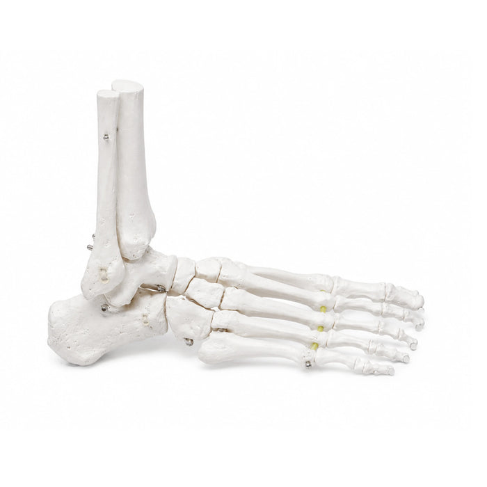 Foot Skeleton with Portion of Tibia and Fibula