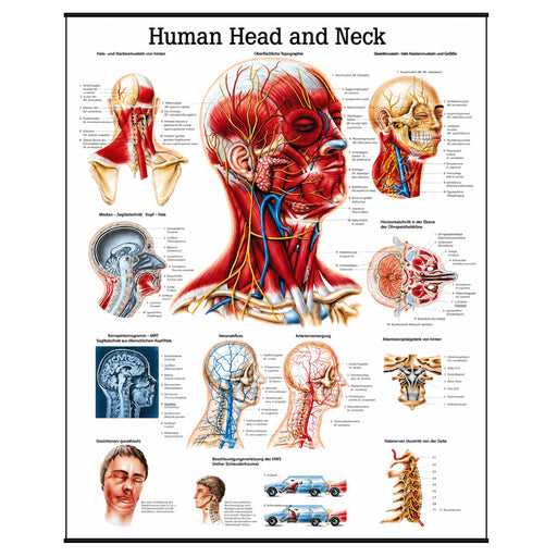 Laminated anatomical poster illustrating the head and neck region with detailed muscle, bone, and nerve structures for medical and educational study