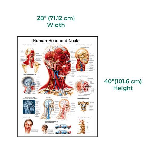 Size of the laminated anatomical poster illustrating the head and neck region with detailed muscle, bone, and nerve structures for medical and educational study