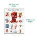 Size of the laminated anatomical poster illustrating the head and neck region with detailed muscle, bone, and nerve structures for medical and educational study