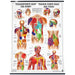 Head and Torso Trigger Point Anatomical Chart 20 x 28 in