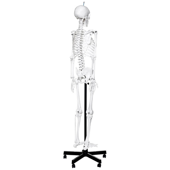 5.6-foot human skeleton budget model on a black rolling stand back view