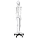 5.6-foot human skeleton budget model on a black rolling stand back view