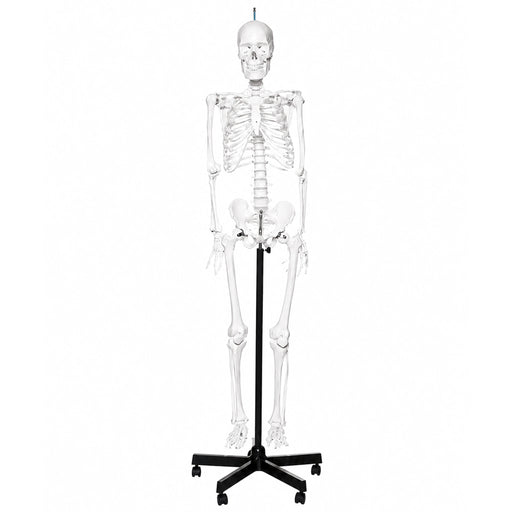 5.6-foot human skeleton budget model on a black rolling stand front view