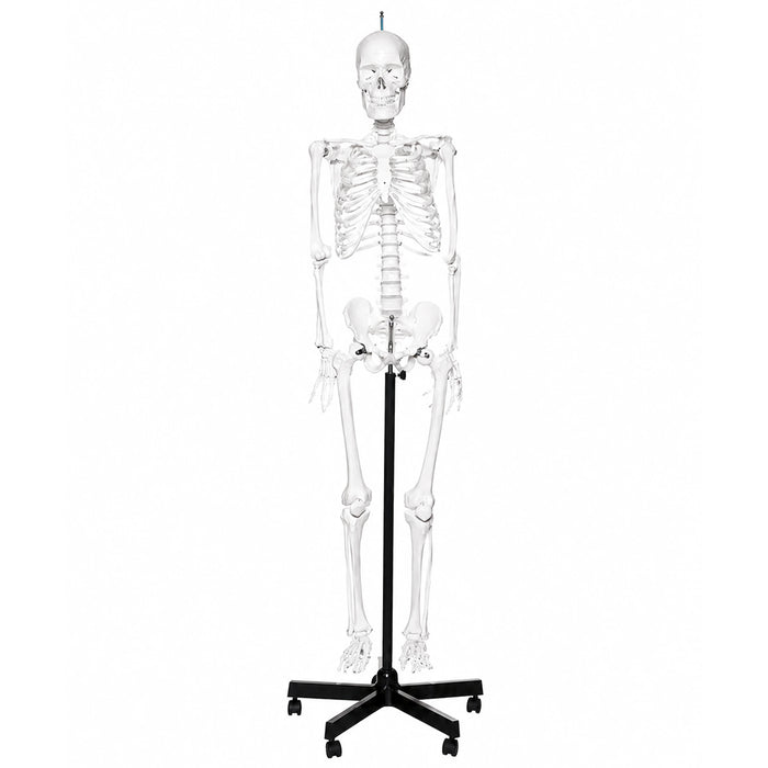 5.6-foot human skeleton budget model on a black rolling stand front view