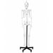 5.6-foot human skeleton budget model on a black rolling stand front view