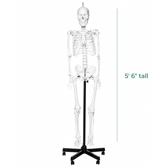 5.6-foot human skeleton budget model on a black rolling stand measurements