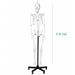 5.6-foot human skeleton budget model on a black rolling stand measurements