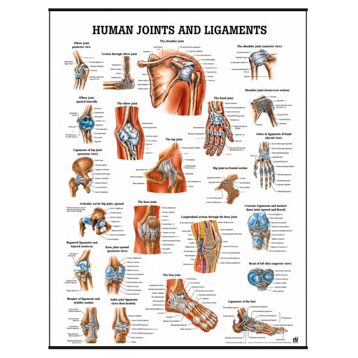 Laminated joints and ligaments anatomy poster showing labeled human shoulder, elbow, wrist, hip, knee, ankle, hand, and foot illustrations.