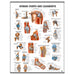 Laminated joints and ligaments anatomy poster showing labeled human shoulder, elbow, wrist, hip, knee, ankle, hand, and foot illustrations.