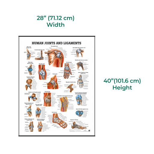 Joints and ligaments laminated poster in a 28 x 40 inch format with detailed anatomical diagrams and labels.