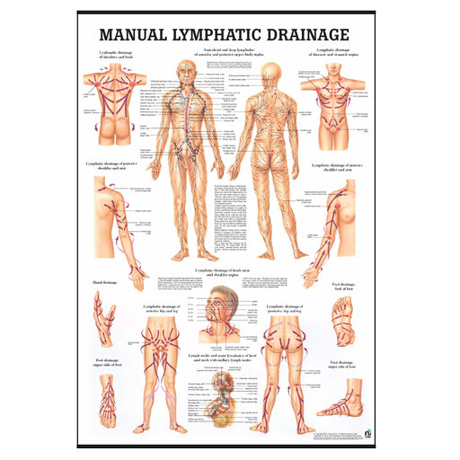 Manual Lymphatic Drainage Laminated Poster Hero Image