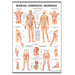 Manual Lymphatic Drainage Laminated Poster Hero Image