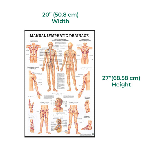 Manual Lymphatic Drainage Laminated Poster size