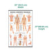 Manual Lymphatic Drainage Laminated Poster size