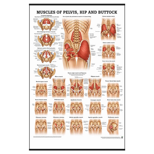 Laminated anatomical chart showing the muscles of the buttock, hip, and pelvis, with labeled muscle groups and detailed medical illustrations for educational reference 