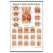 Laminated anatomical chart showing the muscles of the buttock, hip, and pelvis, with labeled muscle groups and detailed medical illustrations for educational reference 