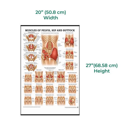 size of the laminated anatomical chart showing the muscles of the buttock, hip, and pelvis, with labeled muscle groups and detailed medical illustrations for educational reference
