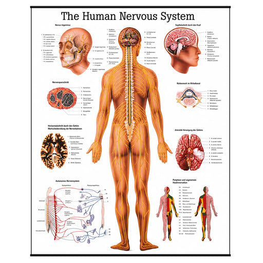 laminated anatomical poster of the nervous system, showing detailed illustrations of the brain, spinal cord, and peripheral nerves with labeled structures for educational reference