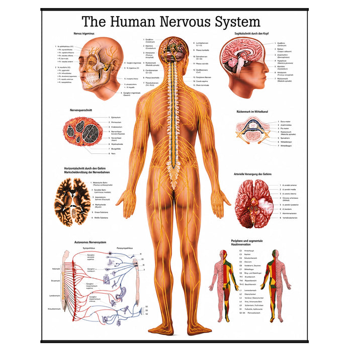 laminated anatomical poster of the nervous system, showing detailed illustrations of the brain, spinal cord, and peripheral nerves with labeled structures for educational reference