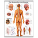 laminated anatomical poster of the nervous system, showing detailed illustrations of the brain, spinal cord, and peripheral nerves with labeled structures for educational reference