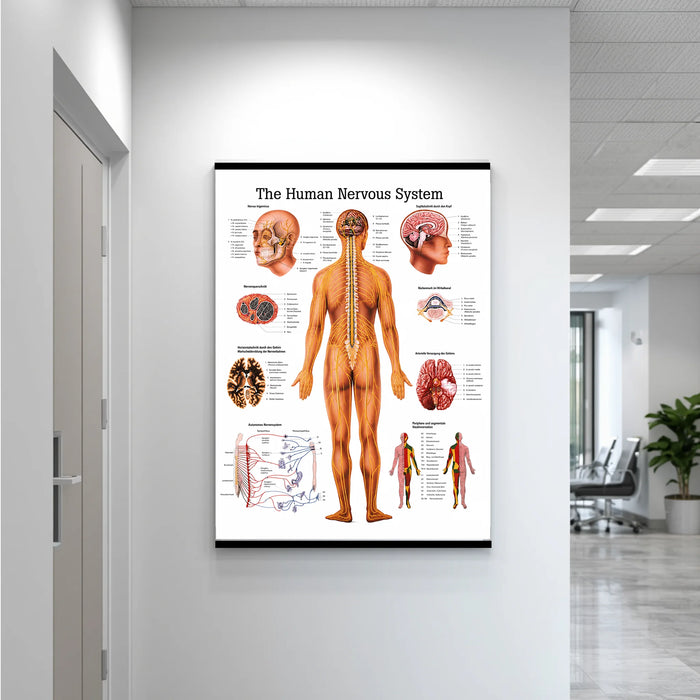 Laminated anatomical nervous system poster hanging on a wall, displaying detailed labeled illustrations of  nerves for educational use.