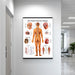 Laminated anatomical nervous system poster hanging on a wall, displaying detailed labeled illustrations of  nerves for educational use.