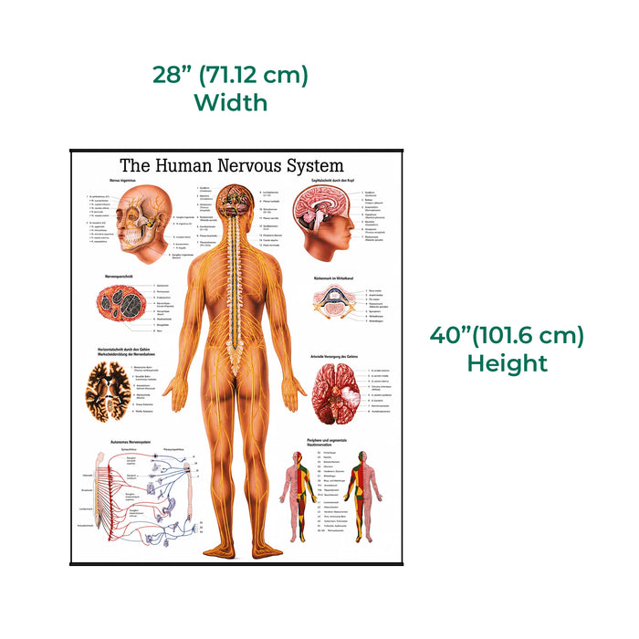 size of the laminated anatomical poster of the nervous system, showing detailed illustrations of the brain, spinal cord, and peripheral nerves with labeled structures for educational reference