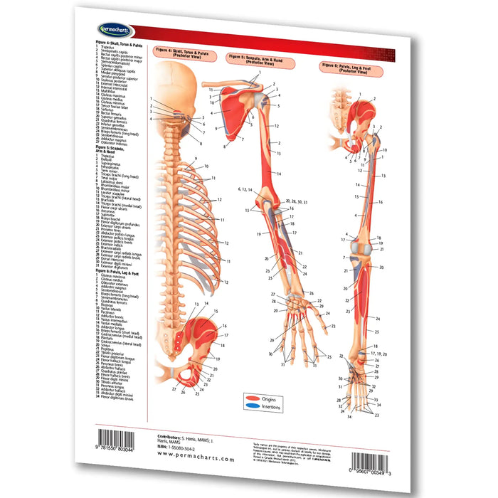 An anatomical reference chart of the human skeletal and muscular system, featuring labeled diagrams of a rib cage, arm, and leg with color-coded bones and muscles. The chart is printed on a white background with a blue brand logo at the top left.