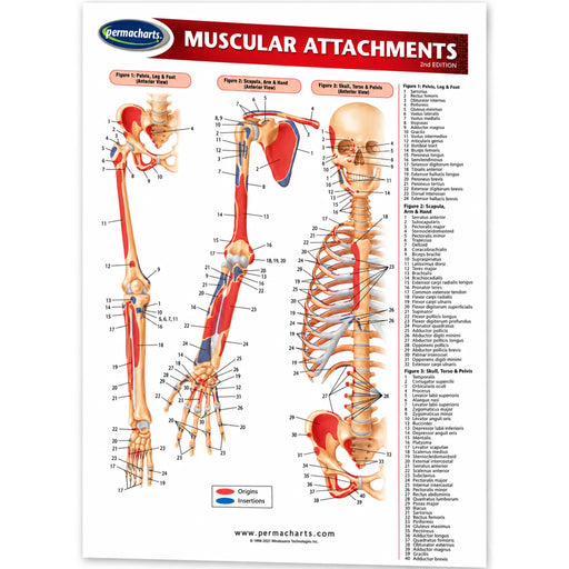 An educational anatomical poster titled 'Muscular Attachments' by Permacharts, displaying labeled diagrams of human bones and muscles with a color-coded legend and reference list on a white background.