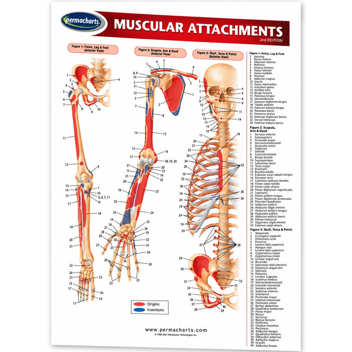 An educational anatomical poster titled 'Muscular Attachments' by Permacharts, displaying labeled diagrams of human bones and muscles with a color-coded legend and reference list on a white background.