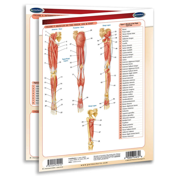 An anatomical muscle study guide sheet for the thigh and leg, featuring labeled muscle diagrams and a reference list on the right, shown against a plain white background.