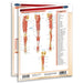 An anatomical muscle study guide sheet for the thigh and leg, featuring labeled muscle diagrams and a reference list on the right, shown against a plain white background.