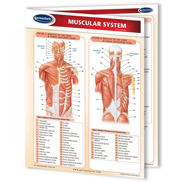 An anatomical chart of the human muscular system by Permachart, showing front and back views with labeled muscles and a color-coded legend, photographed on a white background.