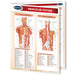 An anatomical chart of the human muscular system by Permachart, showing front and back views with labeled muscles and a color-coded legend, photographed on a white background.