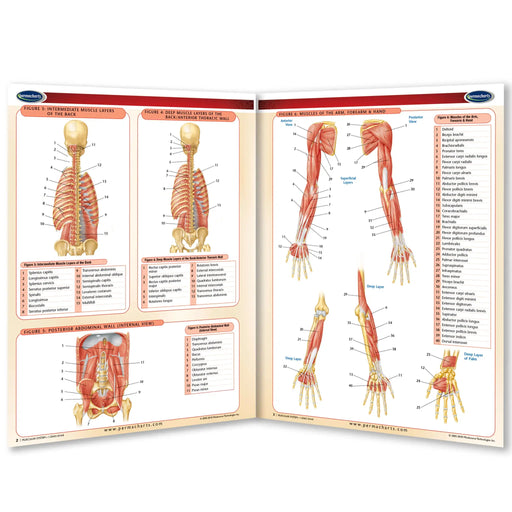 An anatomical chart poster showing human musculature of the arm and hand, displayed in an open-book layout on a white background.