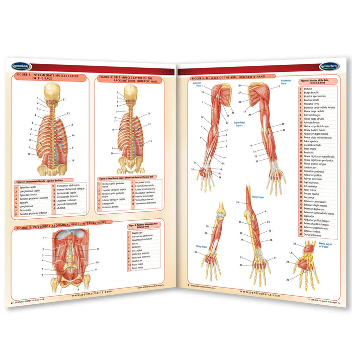 An anatomical chart poster showing human musculature of the arm and hand, displayed in an open-book layout on a white background.