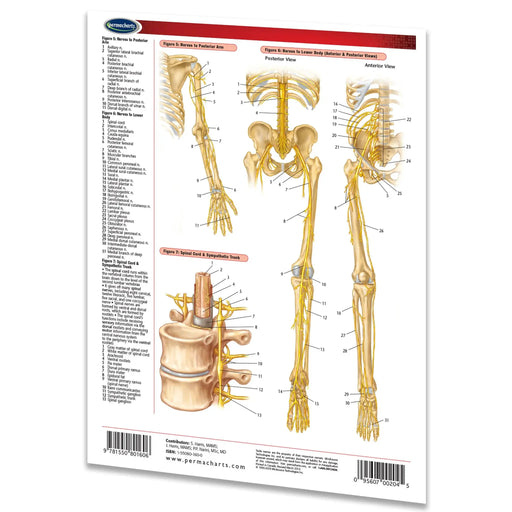 An anatomical reference chart from Parnelec, showing labeled human skeletal and nervous system diagrams on a white background with a slight drop shadow.