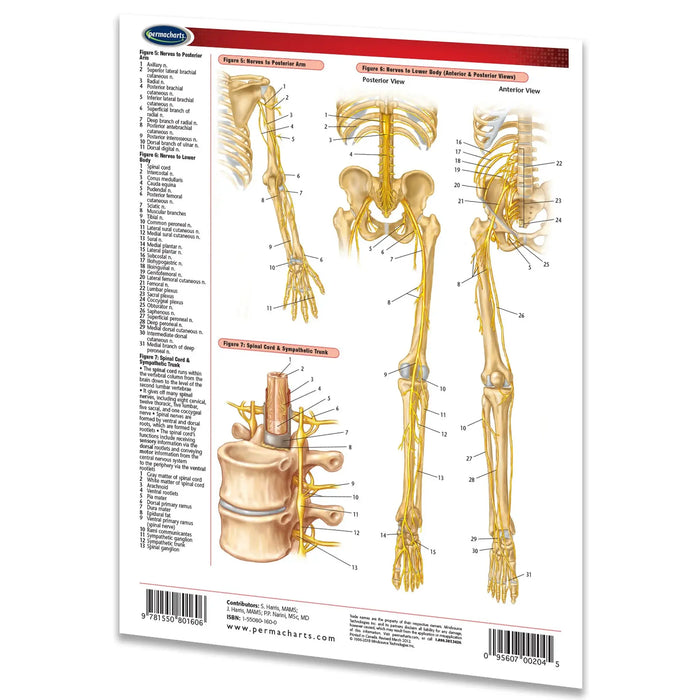 Nervous System Perma Chart