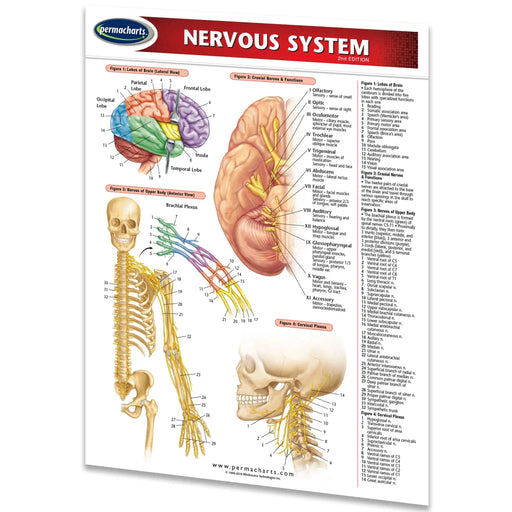 An educational anatomical chart titled 'NERVOUS SYSTEM' from Permacharts, displaying colorful diagrams of the brain, spinal cord, skeletal muscle, and nervous system on a white background.