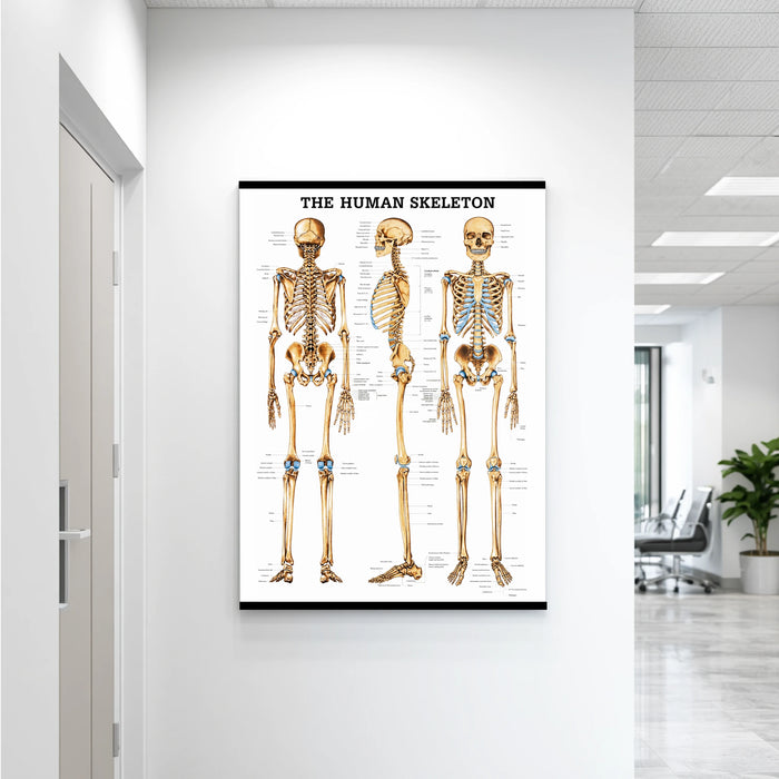 Skeletal System Laminated Poster displayed hanging on a wall in a clinic setting, detailed human anatomy skeleton chart, 28 x 40 inches.