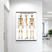 Skeletal System Laminated Poster displayed hanging on a wall in a clinic setting, detailed human anatomy skeleton chart, 28 x 40 inches.
