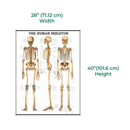 keletal System Laminated Poster, anatomical human skeleton educational chart, size 28 x 40 inches.