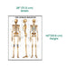 keletal System Laminated Poster, anatomical human skeleton educational chart, size 28 x 40 inches.