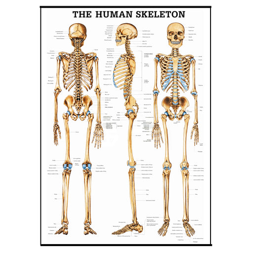 Skeletal System Laminated Poster featuring detailed front, side, and back anatomical views of the human skeleton on a white background, educational medical chart design, 28 x 40 inches.