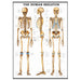 Skeletal System Laminated Poster featuring detailed front, side, and back anatomical views of the human skeleton on a white background, educational medical chart design, 28 x 40 inches.