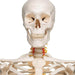 Mr Fred Flex Skeleton 5 Ft With Roller Stand head