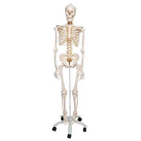 Mr Fred Flex Skeleton 5 Ft With Roller Stand on stand front view