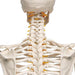 Mr Fred Flex Skeleton 5 Ft With Roller Stand spine