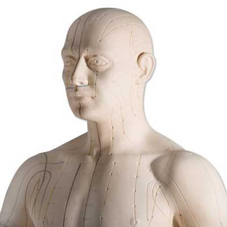 Acupuncture Model - Male close up
